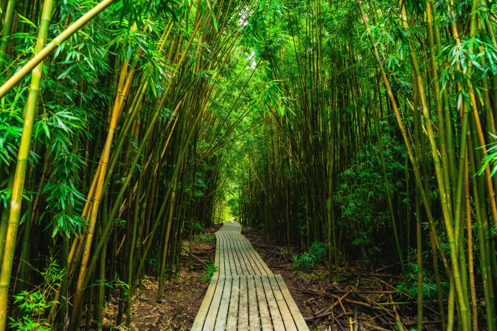 I vantaggi della carta igienica in bambù