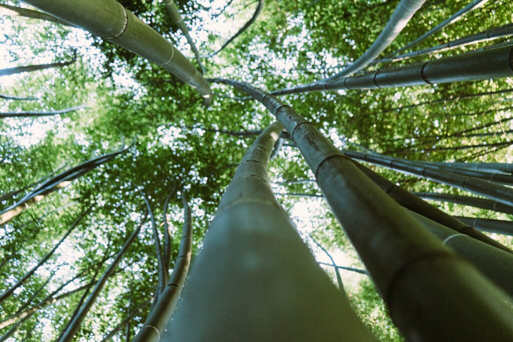 Hoe snel groeit bamboe
