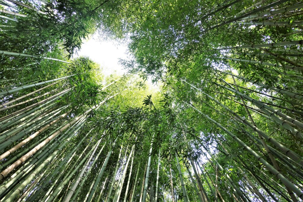 CO2 e bambù